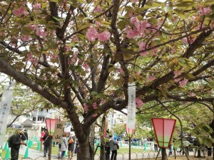 造幣局の桜の通り抜け03