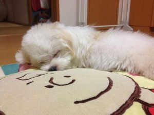 眠った子犬1