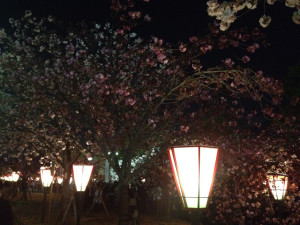 大阪・造幣局「桜の通り抜け1」
