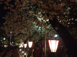 大阪・造幣局「桜の通り抜け4」