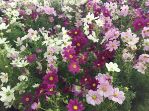 鳥取県の花
