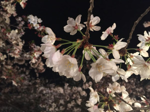 キレイに撮れた桜
