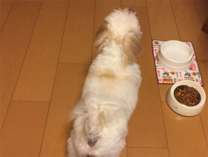 カウンターキッチンを見上げる犬